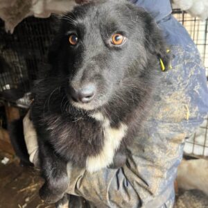 MARONI - vermisst 12/24