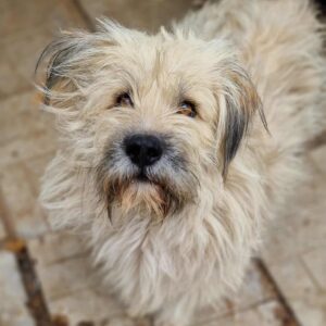 NANDOR (♂) - ausgereist zum TST