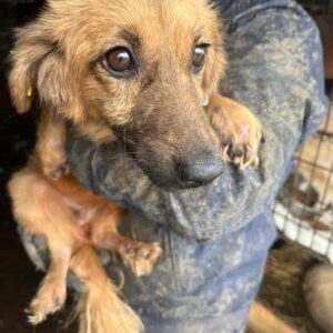 RANI - ausgereist zu Vierbeiner in Not