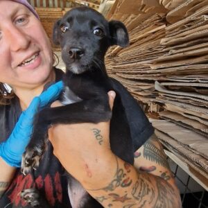 KAITA - auf PDR PS im PLZ Bezirk 57 - vermittelt