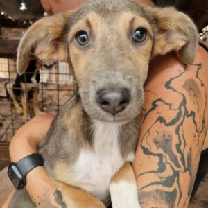 NESSI (♀) - ausgereist zur SHR e.V.