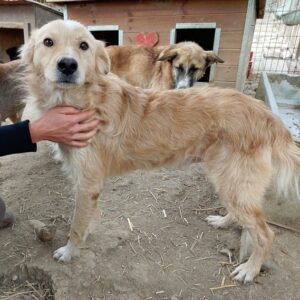 TORVIK - ausgereist zur Tierhilfe Lebenswert