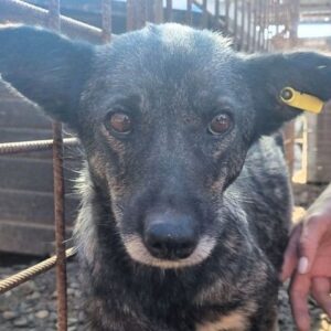 HEDE (♀) - ausgereist zum TST Rösrath