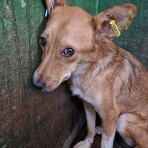 CORALIE (♀) - ausgereist zum TH Filderstadt (AL)