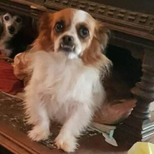 ANNI-LOU - ausgereist zur Tierhilfe Lebenswert