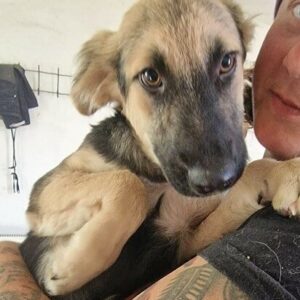 TORTILLA - ausgereist zur Hundescheune Fläming