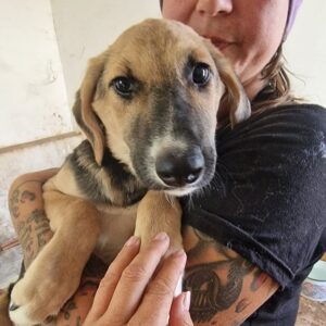 FETTUCINI - auf PDR PS im PLZ Bezirk 54 - vermittelt