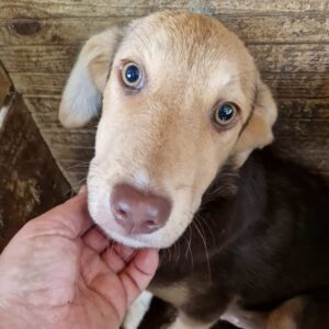 LINUS (♂) - ausgereist zur SHR e.V.