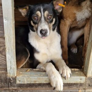 DARIAN (♂) - vermisst 11/24