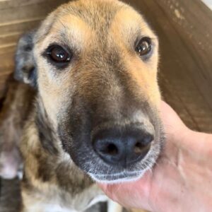 MERICA (♀) - auf PS im PLZ Bereich 66 (JW) - vermittelt