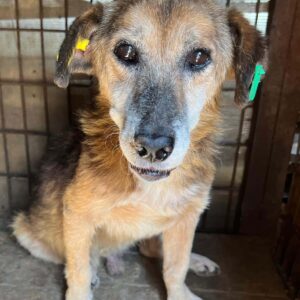 JOSEF (♂) - vermittelt JW