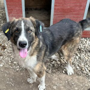 BENEDIKT (♂) - medizin. Notfall - große Hinterhandprobleme