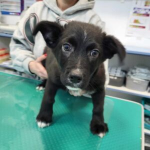 MIRUN - auf PDR PS im PLZ Bezirk 18 - vermittelt