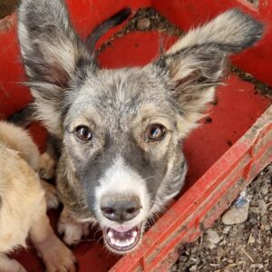 DAISY (♀) - auf PS im PLZ Bereich 54 - vermittelt