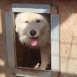 KALIKO (♂) - nicht vermittelbar