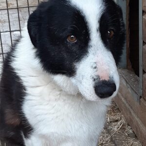 MONTY - Handicap - auf Pflegestelle in PLZ 4 - ausgereist