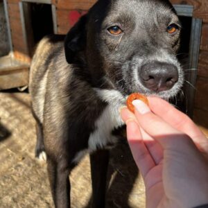 LANA (♀) (Doppelerfassung=PJESKA)