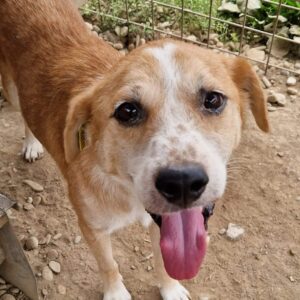 MARLOW (♂) - ausgereist zum TH Burgdorf (AL)