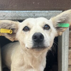 HEDY (♀) - ausgereist zum TST Rösrath