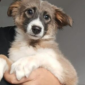 FRIDA - reserviert Tierhilfe Lebenswert DR - vermittelt