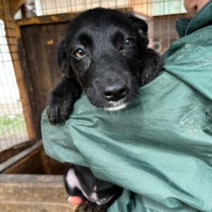 CAMILLA (♀) - auf PDR PS im PLZ Bezirk 54 - vermittelt