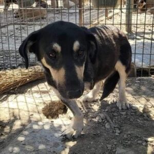 YASMINA (♀) - linkes Vorderbein amputiert - vermittelt LS