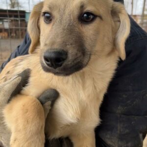 YULE (♂) - auf PDR PS im PLZ Bezirk 54 - vermittelt