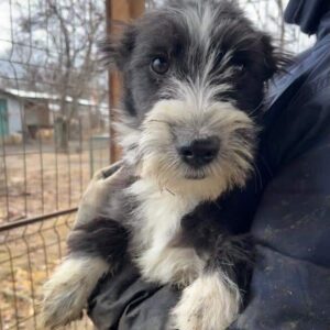 EMILIA - sollte bald ausreisen - ausgereist zur Schäferhundrettung e.V.