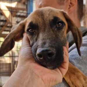 AJOSCHA (♂) - reserviert Tierhilfe Lebenswert DR - vermittelt 08.11.24