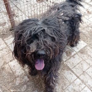 PLUSCHI - reserviert Manuela vermittelt