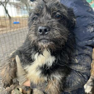 MICHA - ausgereist zur Schäferhundrettung e.V.