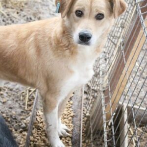 NIRMAL - reserviert NadineH - vermittelt