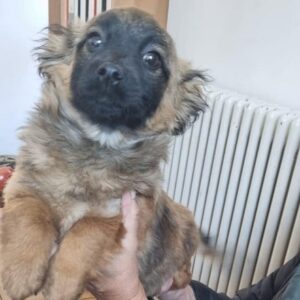 TJELA - auf PDR PS im PLZ Bezirk 21 - vermittelt