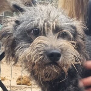 FILOU (♂) -ausgereist zum TST Rösrath