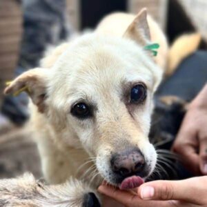 MALTE (♂) - ausgereist zum TH Filderstadt