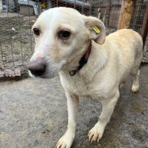 WOLKE (♀) - ausgereist zu Arche Noah