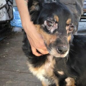 CERA - im Shelter starke Hautprobleme (11/2023) - jetzt auf PDR PS im PLZ Bezirk 24 - vermittelt