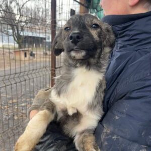 TAMMI - auf PDR PS im PLZ Bezirk 21 - vermittelt