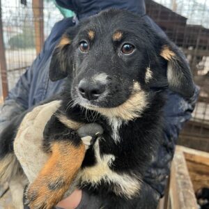 JALA - auf PDR PS im PLZ Bezirk 74 - vermittelt