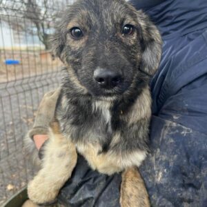 SIRI - auf PDR PS im PLZ Bezirk 21 - vermittelt