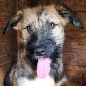 PETZI (♂) - ausgereist zur Schäferhundrettung e.V.