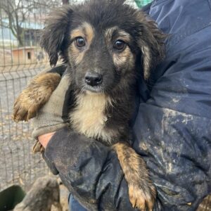 BECKETT (♀) - auf PDR PS im PLZ Bezirk 21 - vermittelt