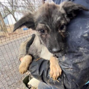 TANICA - ausgereist zum TH Lingen