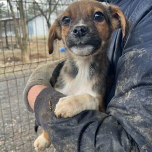 EDUARDO - ausgereist zur Schäferhundrettung e.V.