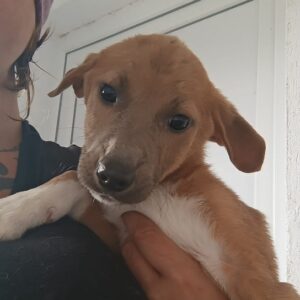 SONNI - ausgereist zur Tierhilfe Lebenswert