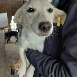 MEGGY - komplett abgemagert (11/23) - ausgereist zu Vierbeiner in Not