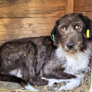 SINJE (♀) - reserviert TST (AL 20.05.)