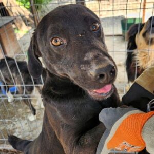 JANIS (♂) seelischer Notfall- völlig verzweifelt - sollte zeitnah reisen!