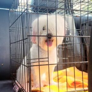 FLÖCKCHEN (♀) - auf PS im PLZ Bereich 92 - vermittelt