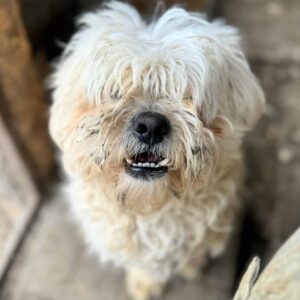 BUBU (♂) - ausgereist zum TH Filderstadt